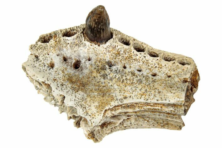 Cretaceous Crocodilian Jaw Section w/ Tooth - South Dakota #338428